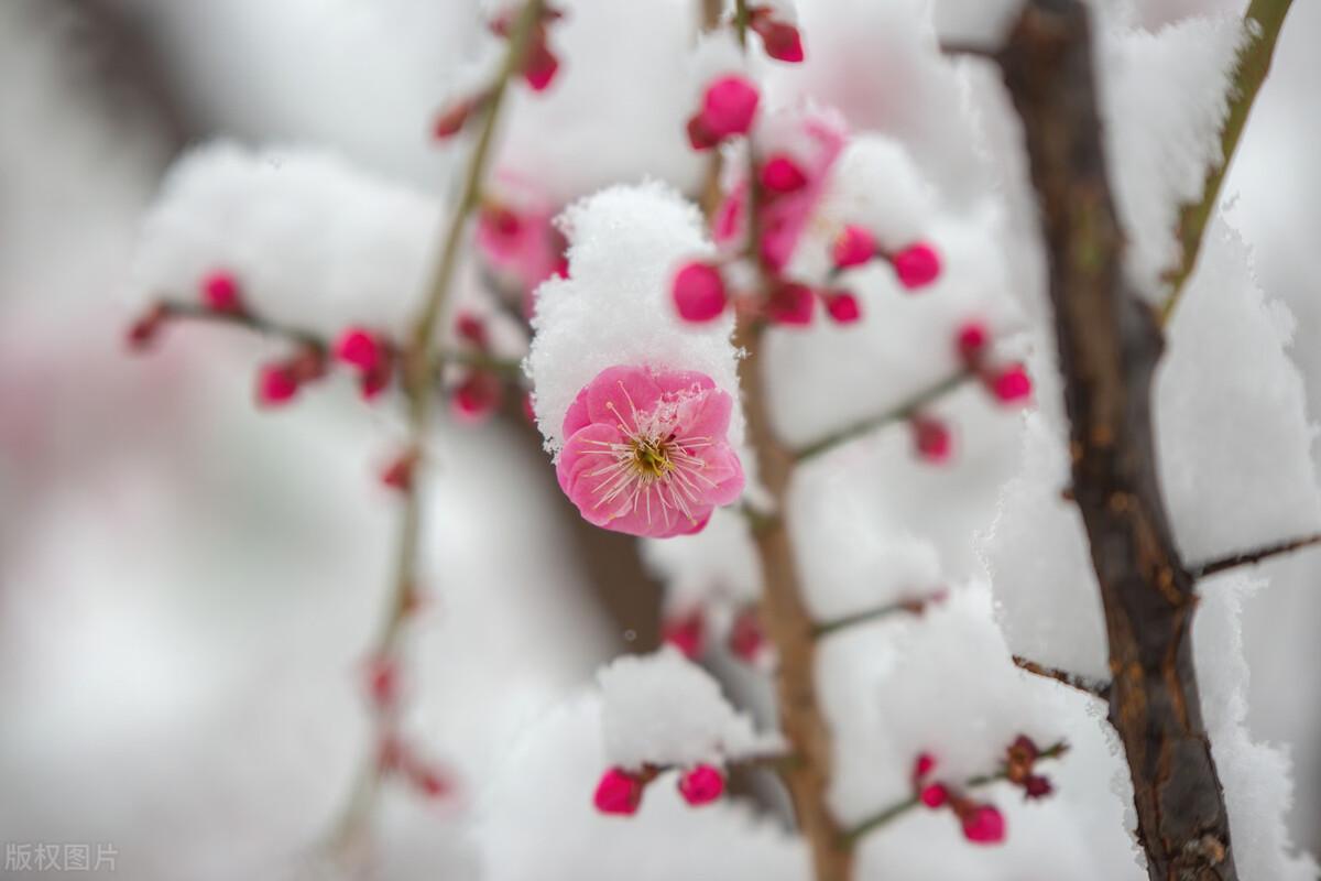 关于梅花的唯美古诗词（五首梅花的诗词）