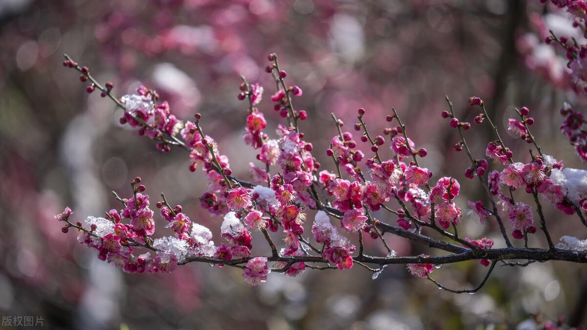 关于梅花的唯美古诗词（五首梅花的诗词）