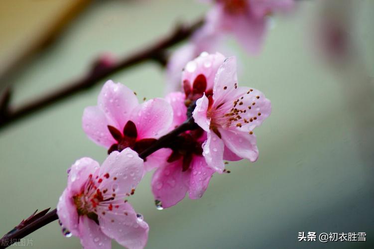 描写春雨的优美短句子大全（一场轻柔细腻的雨）