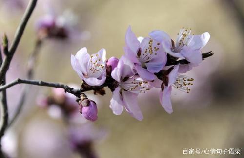 关于春暖花开时句子（美丽的季节，璀璨的色彩）