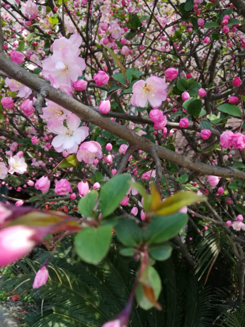 关于春暖花开时句子（美丽的季节，璀璨的色彩）