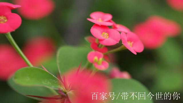 关于形容花的句子（唯美短句赏析）