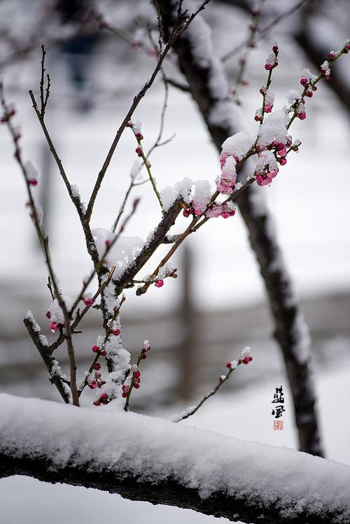 关于赞美雪的句子大全（白雪纷飞，唯美天籁）