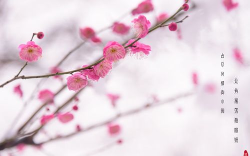 赞美梅花的句子大全（《梅花美景》——一种美丽的艺术享受）