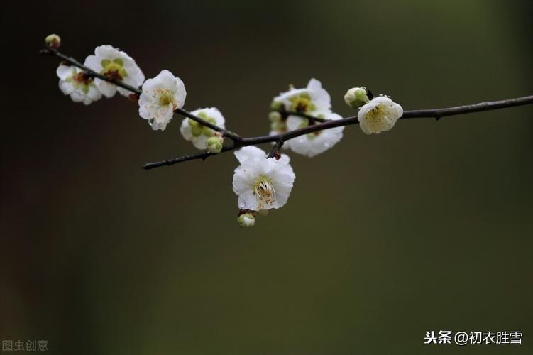 有关描写梅花的唯美句子的短句摘抄（《梅花梦》——古今诗人眼中的梅花之美）