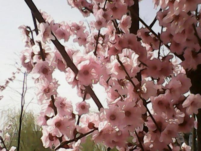 赞美花的句子短句（《花开留香》——赞美花的唯美短句）