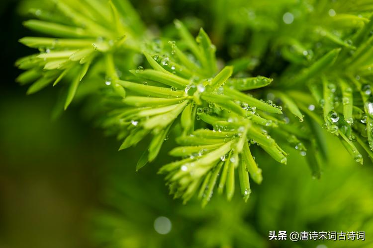 有关雨水的文案（雨水之美）