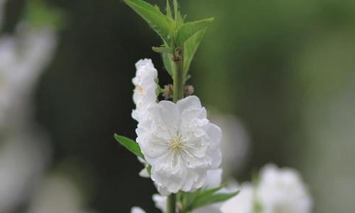 讽刺男人沾花惹草的诗句（沾花惹草，一世红颜泪）