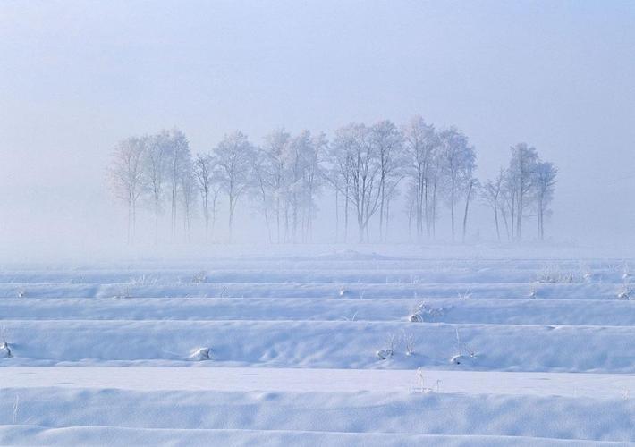 是关于雪的作文（《漫天飞舞的白色粉末》）