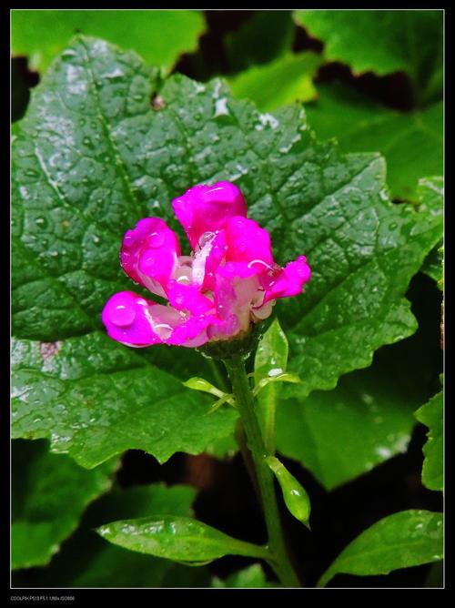 有关雨露的作文题目（《雨露相伴》）