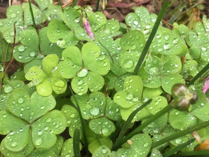 有关雨露的作文题目（《雨露相伴》）