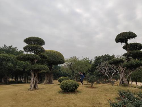 以美丽的植物园为话题的作文怎么写（《美丽的植物园——探秘绿色世界》）