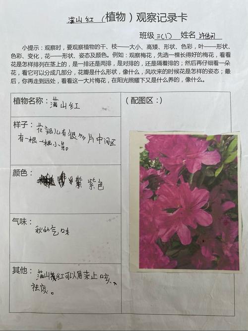 关于观察植物的作文300字优秀的（《寻找植物的秘密》）