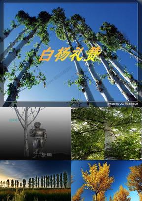 模仿白杨礼赞写一篇作文800字（《慕名而来，学艺谋生》）