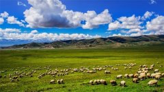 那些蒙古的草原作文（《夏天的草原》）