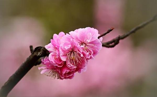 梅花诗词名句（梅花的著名诗词名句）