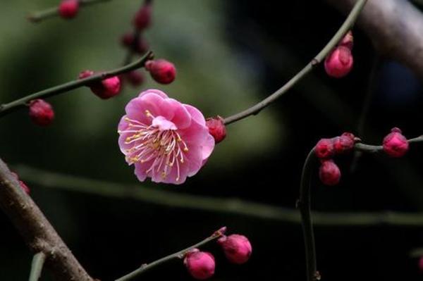 梅花诗词名句（梅花的著名诗词名句）