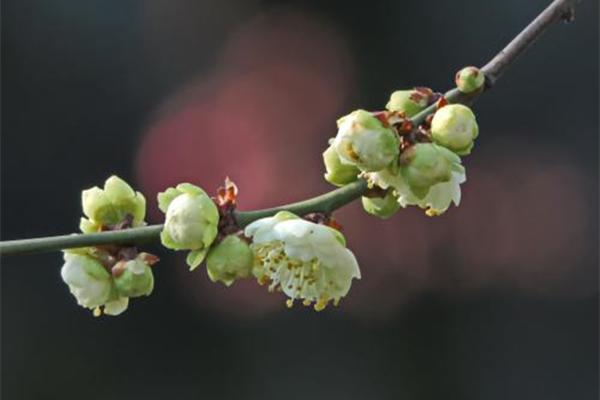 梅花诗词名句（梅花的著名诗词名句）