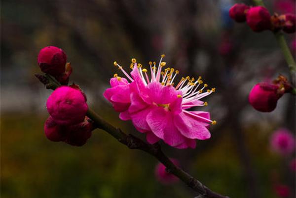 梅花诗词名句（梅花的著名诗词名句）