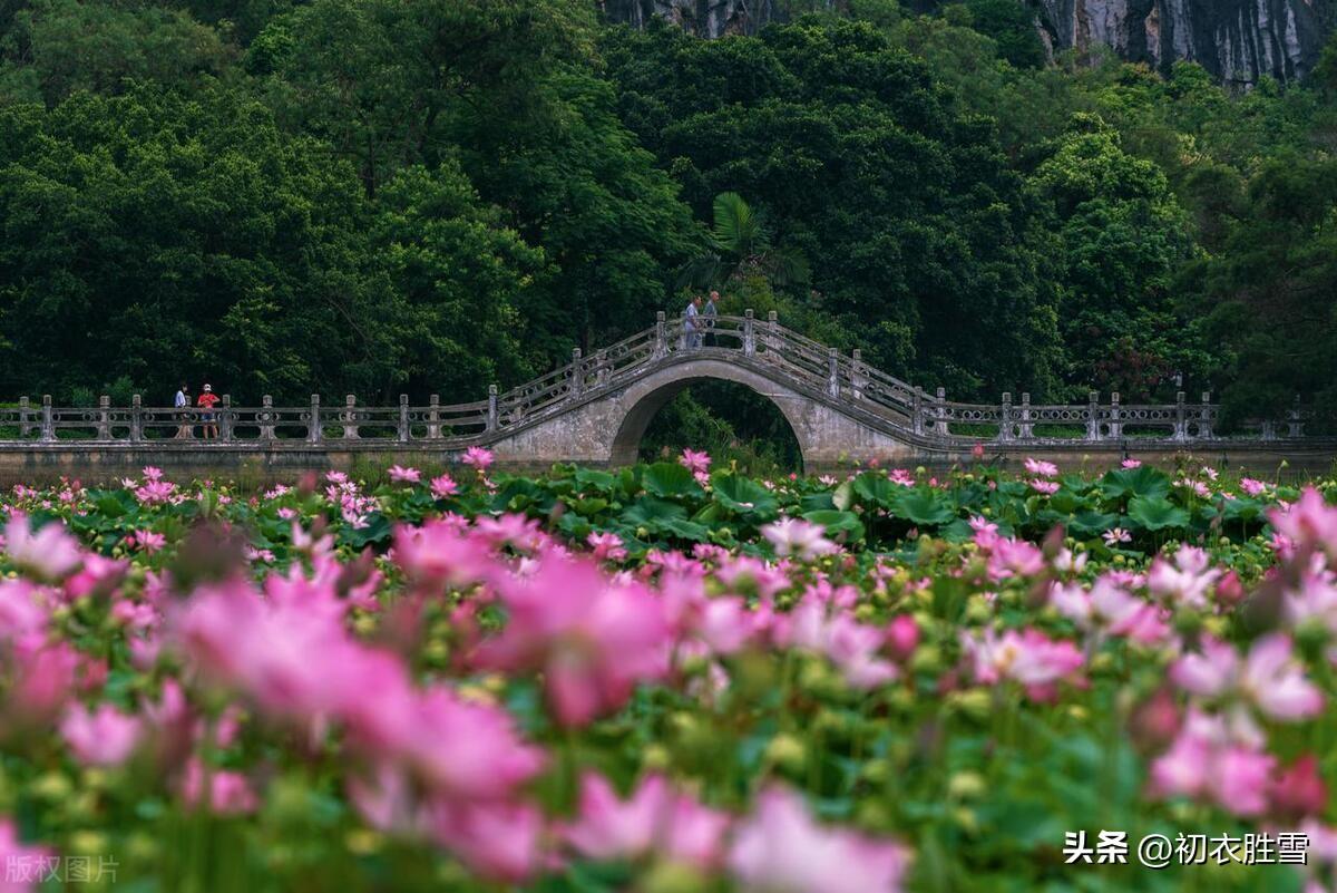 赞美六月的优美诗词（六月荷花美诗六首）