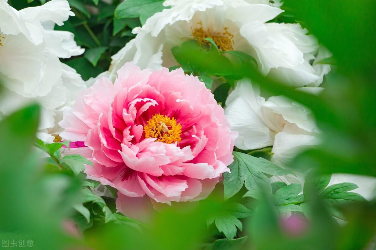 赞美牡丹花诗词（10首国色天香的牡丹花诗词）