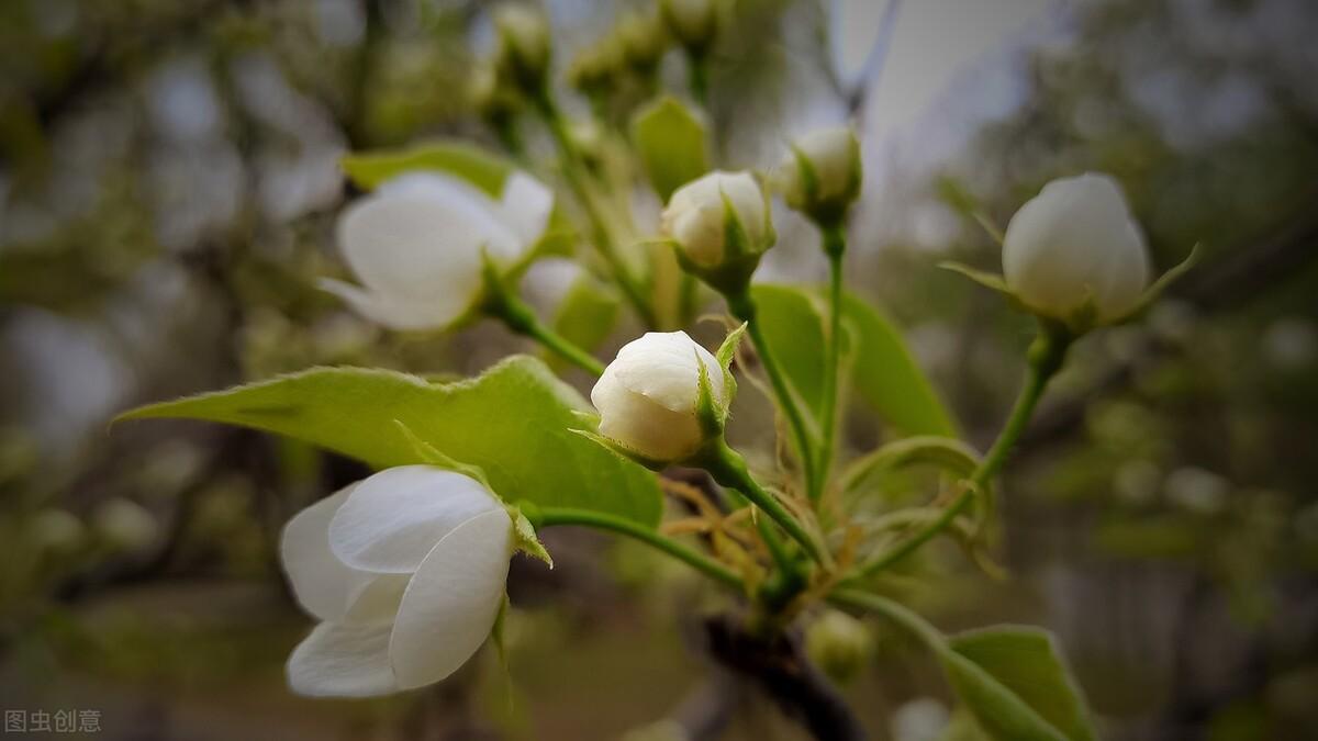 暮春三月经典梨花诗词六首（带有梨花的诗句）