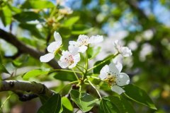 暮春三月经典梨花诗词六首（带有梨花的诗句）