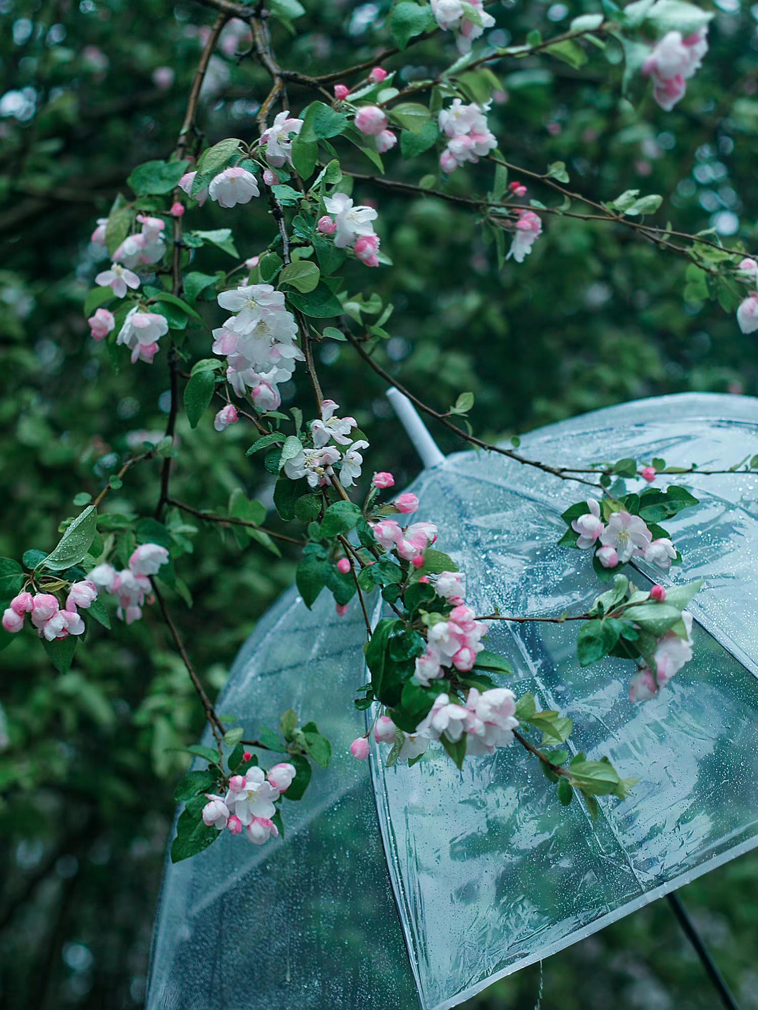 关于雨的诗句大全（2首写雨的古诗词）