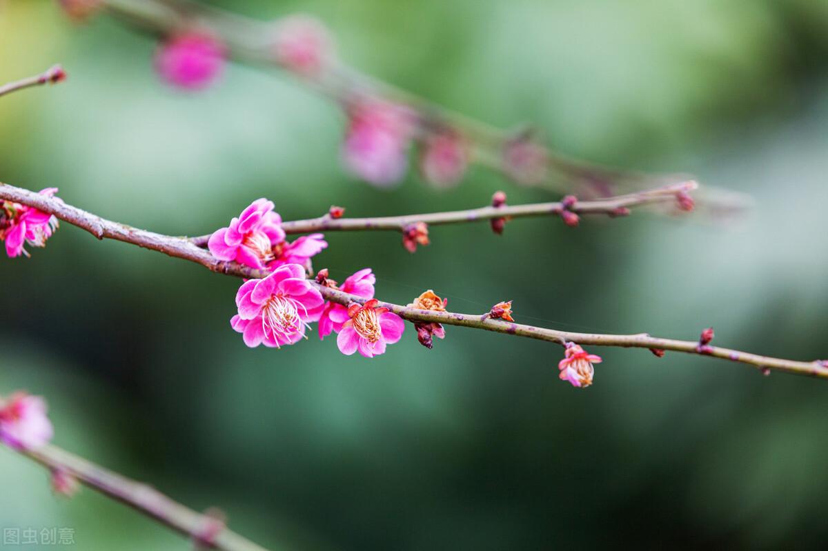 兰花咏梅诗词大全（经典的5首咏梅词）