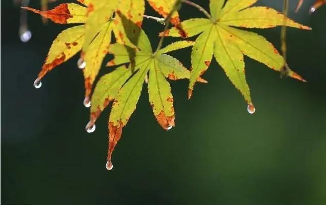 秋雨古诗词大全赏析（描写秋天的雨的古诗句）