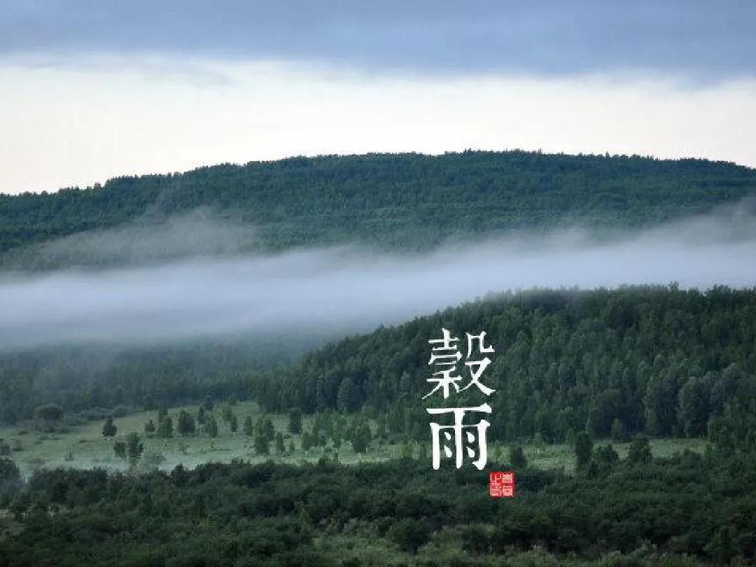 谷雨古诗词大全（布谷声声叫，新茶正当时）