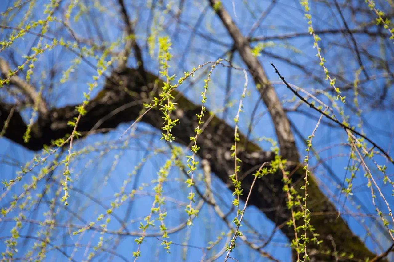 踏青赏花古诗词大全（花开得非常好看的诗句）