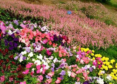 踏青赏花古诗词大全（花开得非常好看的诗句）