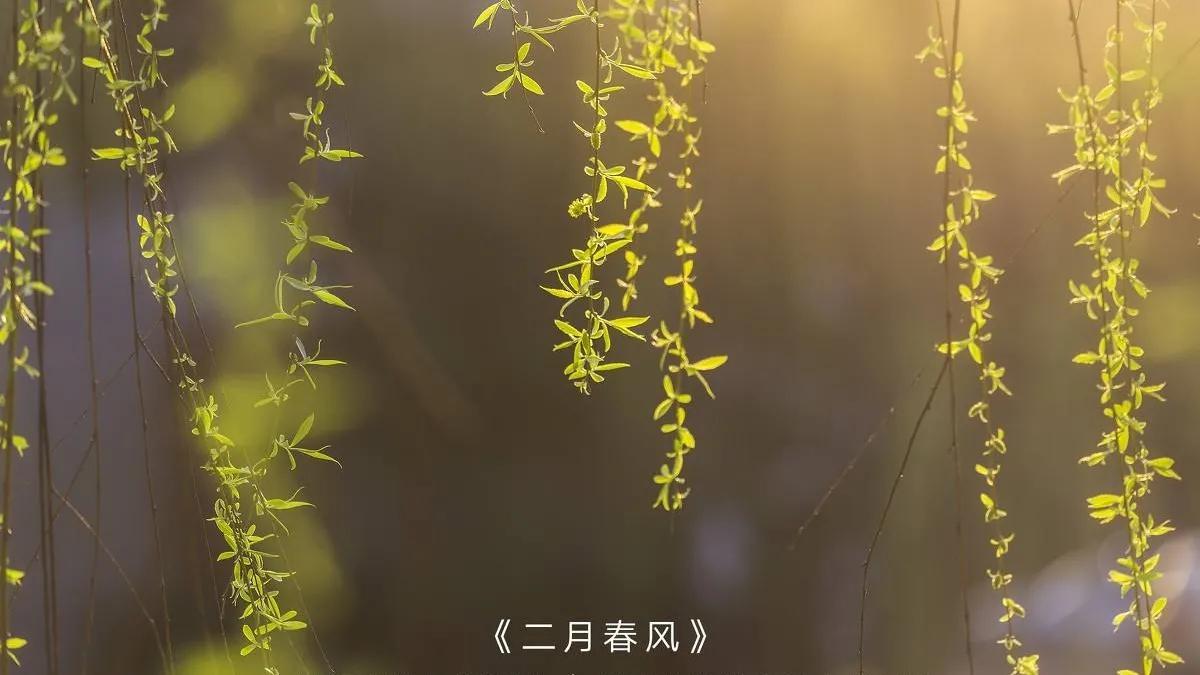 二月古诗词大全（雪花飘飘梅花开，莺儿追逐叶儿飞）