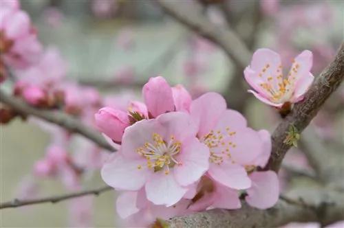 夸赞桃花的唯美诗句（桃花经典古诗词）