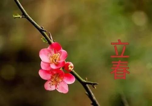 经典的梅花古诗词（赞赏梅花的优美古诗句）