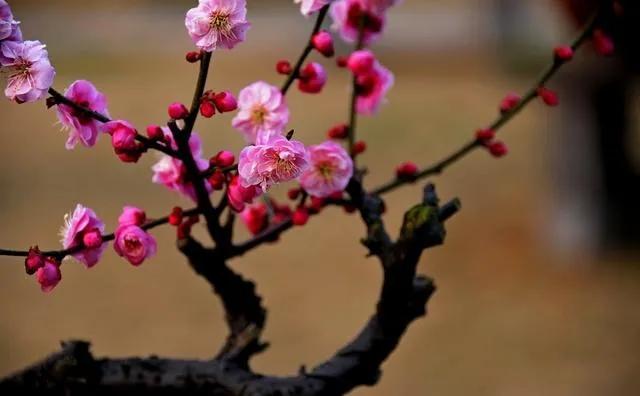 经典的梅花古诗词（赞赏梅花的优美古诗句）