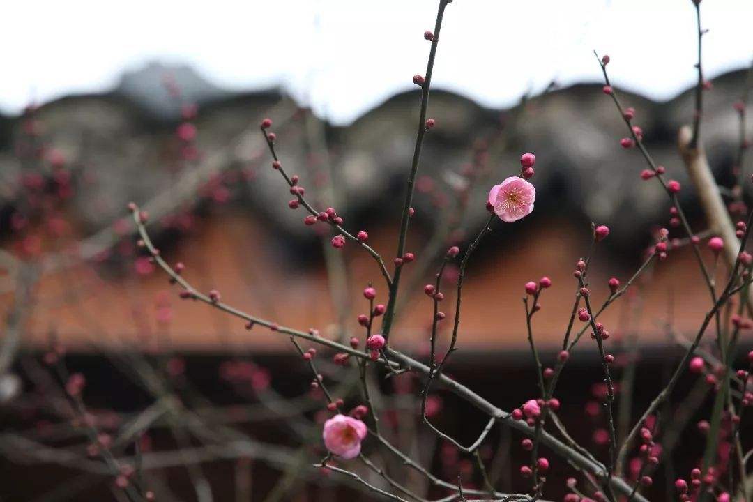 冬天意境很美的古诗词（雪中送炭，情比金坚）