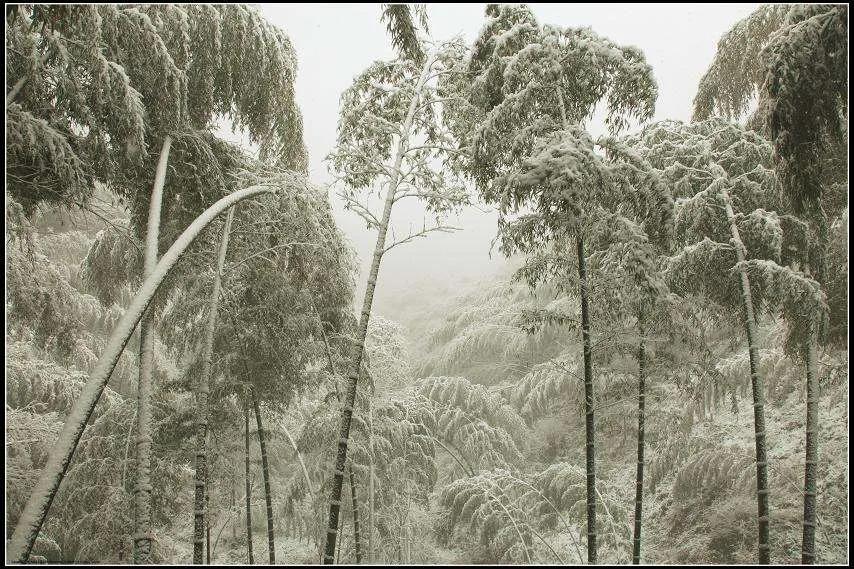 描写雪花的古诗词名句（大雪纷飞的诗句）