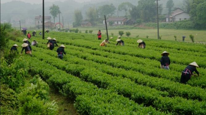 品茶古诗词大全及赏析（有意境的茶诗句）