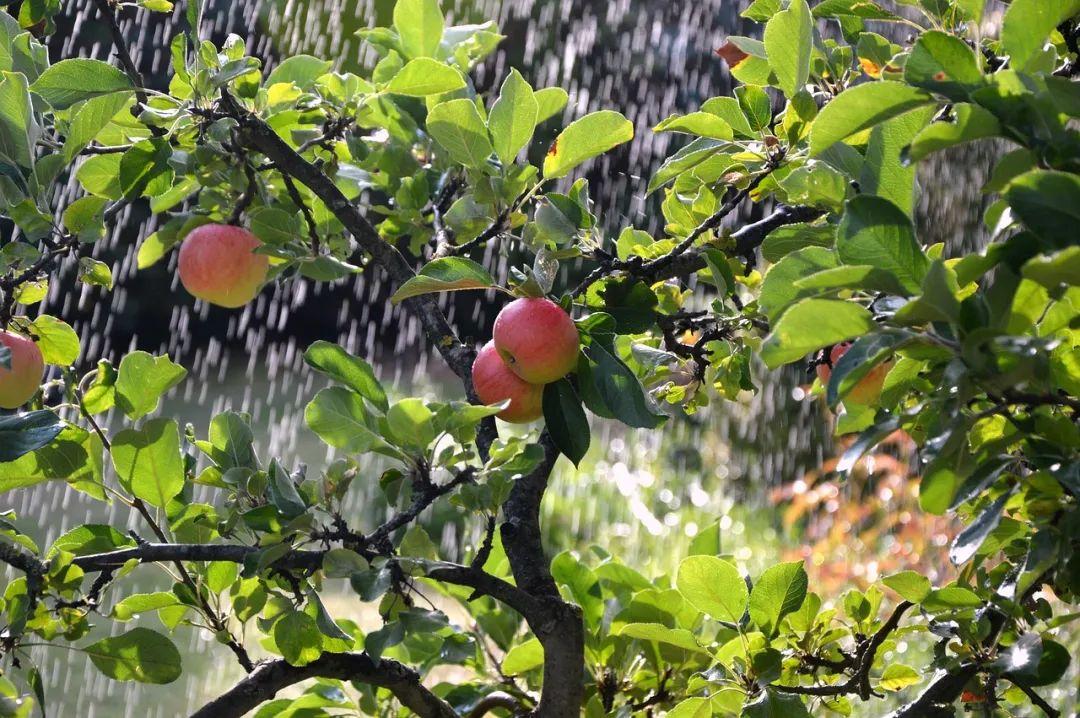 咏岁月诗词唯美（一岁年龄一岁心，匆匆岁月不留人）