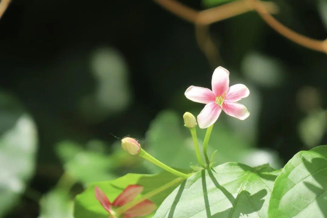 生活感悟古经典诗词（若将心里种上花，人生处处好风景）