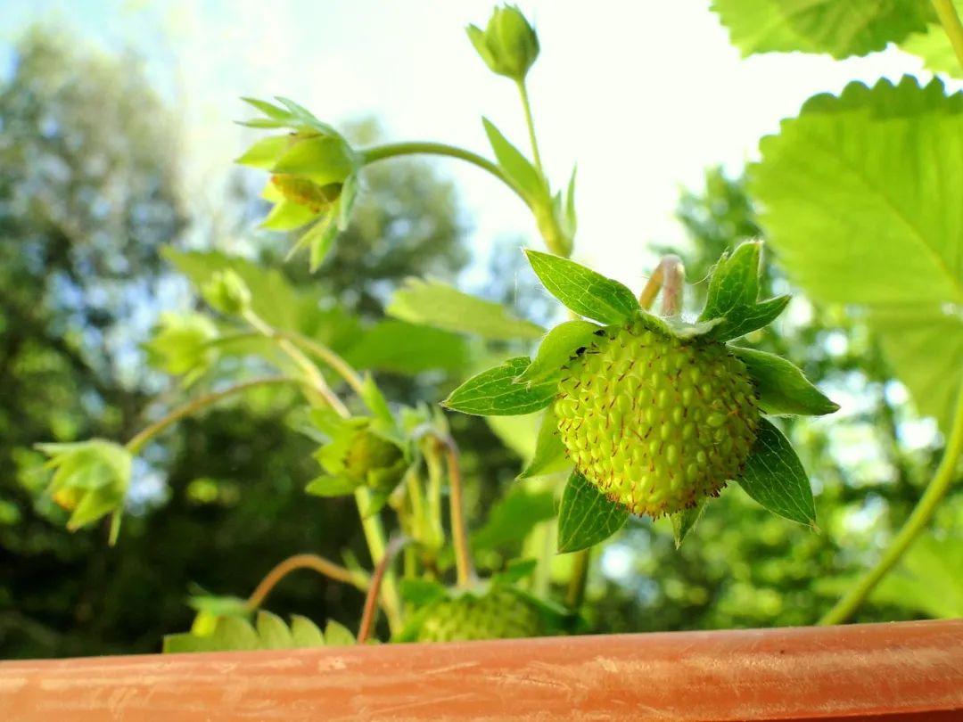 盛夏的优美诗句（1～4年级的夏天的古诗词）