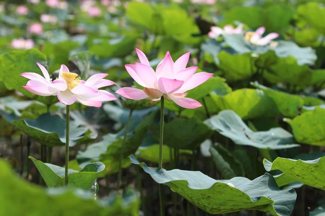 盛夏的优美诗句（1～4年级的夏天的古诗词）