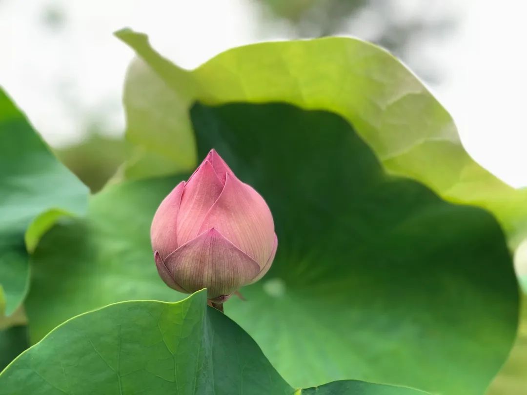 关于岁月的优美古诗词（岁月常静好，人间最值得）