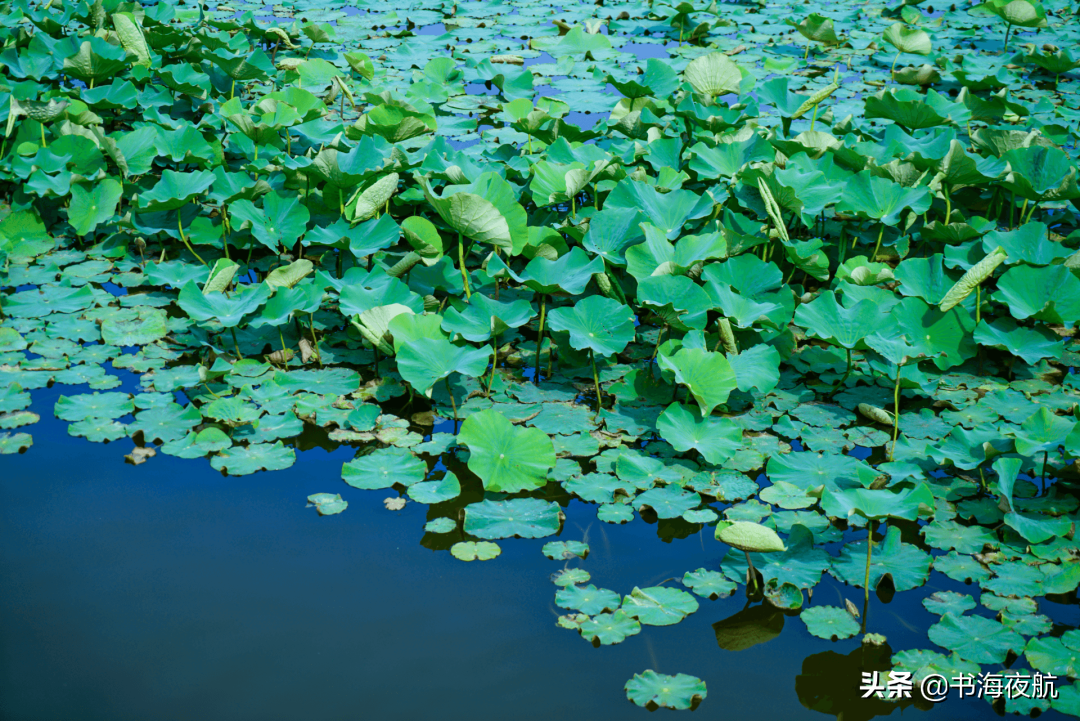 夏季纳凉避暑的古诗词（10首纳凉诗词）