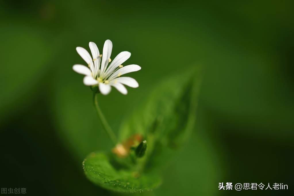 6首意义非凡的诗词（有深意且寓意好的诗句）