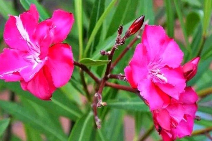 竹叶桃花，夏花绚烂（六首夹竹桃花诗歌）