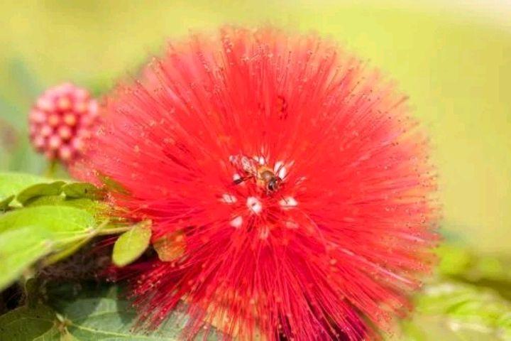 昼开夜合，花香色艳（六首合欢花诗歌）