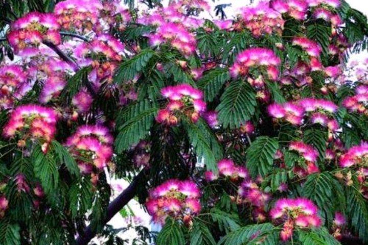 昼开夜合，花香色艳（六首合欢花诗歌）